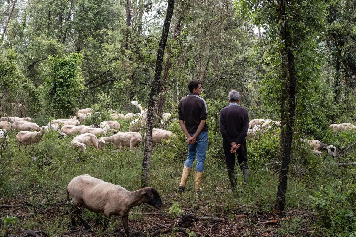 Jesús Aradas Sole y Miguel Aradas Planas, padre e hijo se dedican a la ganadería extensiva de ovino-caprina con ovejas en Centenys, Esponellà, Girona