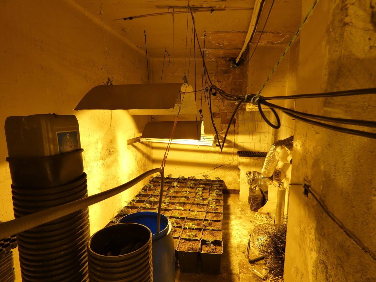 Les imatges de la plantanció de marihuana de Llagostera