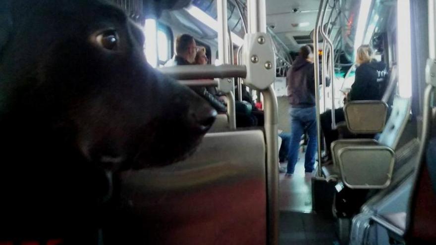 Eclipse, la perra que va en bus y que se ha convertido en toda una celebridad en Seattle
