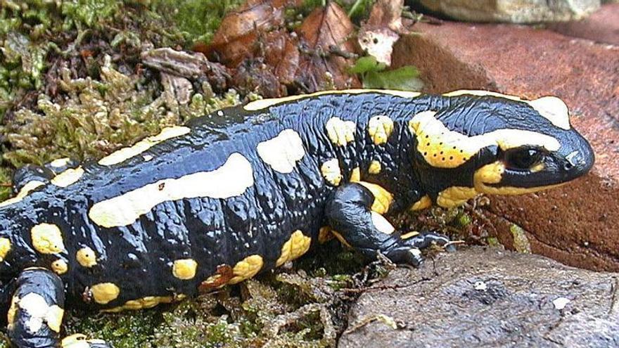 Un exemplar de salamandra
