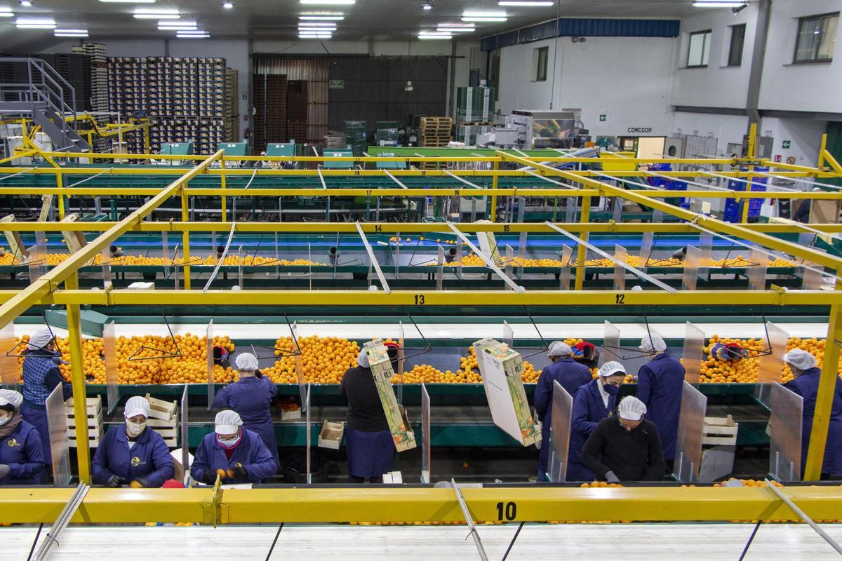 El sector agroalimentario destaca en el cooperativismo valenciano.