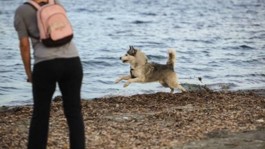 Santa Pola recibe la autorización para abrir su primera playa canina