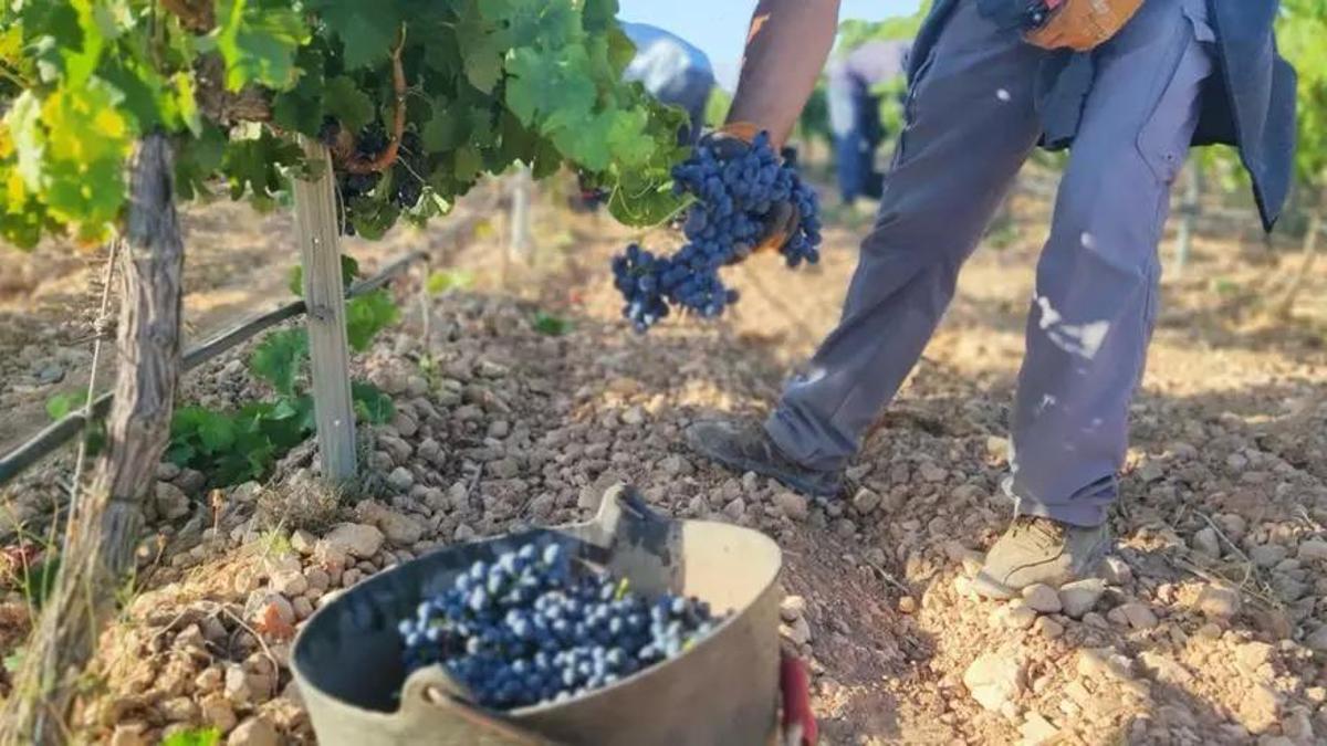 Un agricultor recolectando uvas en Jumilla.