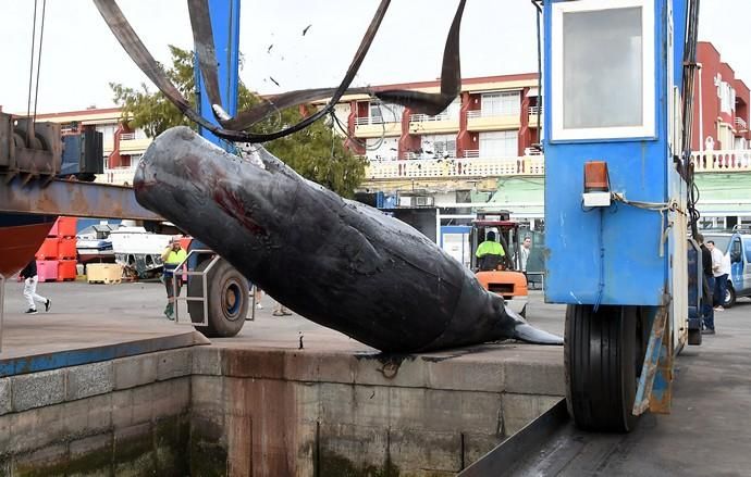 14/03/2019 TALIARTE. TELDE. Recogida del cachalote varado en la costa de Telde.   Fotografa: YAIZA SOCORRO.