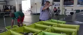 ¿Afecta el cambio climático al pulpo gallego?