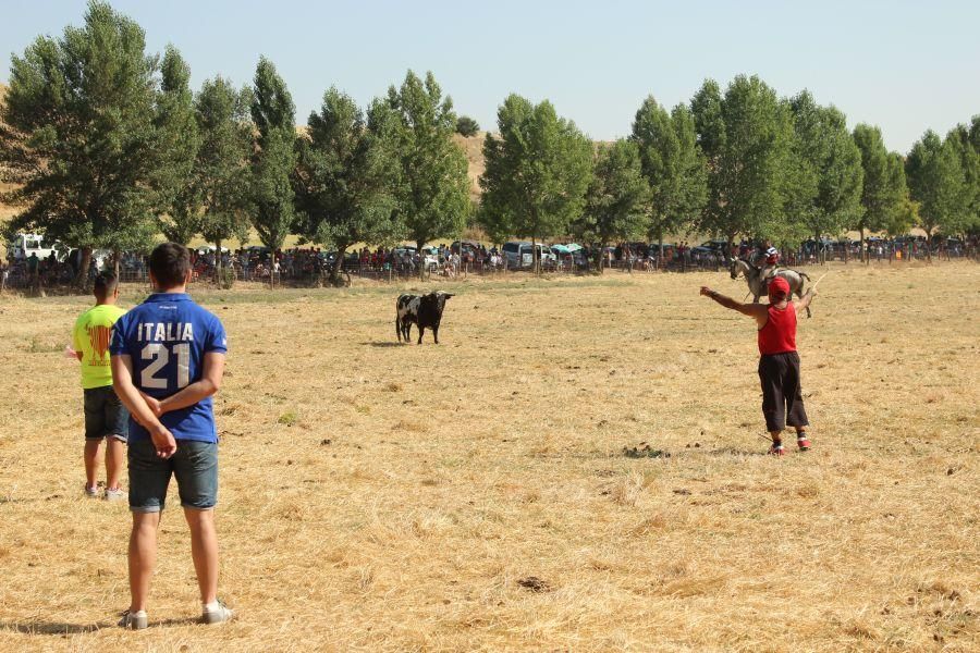 Fiestas en Zamora: Encierro y toros en Villamor