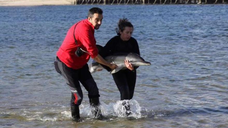 Operarios de la Cemma rescatan una cría de delfín varada en una playa gallega. / miguel muniz