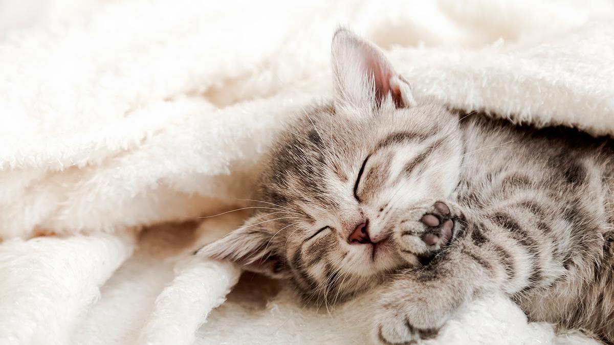GATOS | El sencillo truco para que tu gato duerma en su cama cada noche
