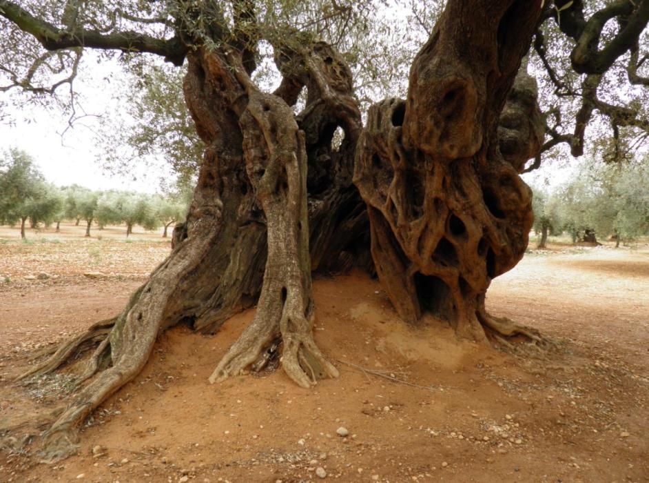 El Olivo de Iciar Bollaín | Canet lo Roig