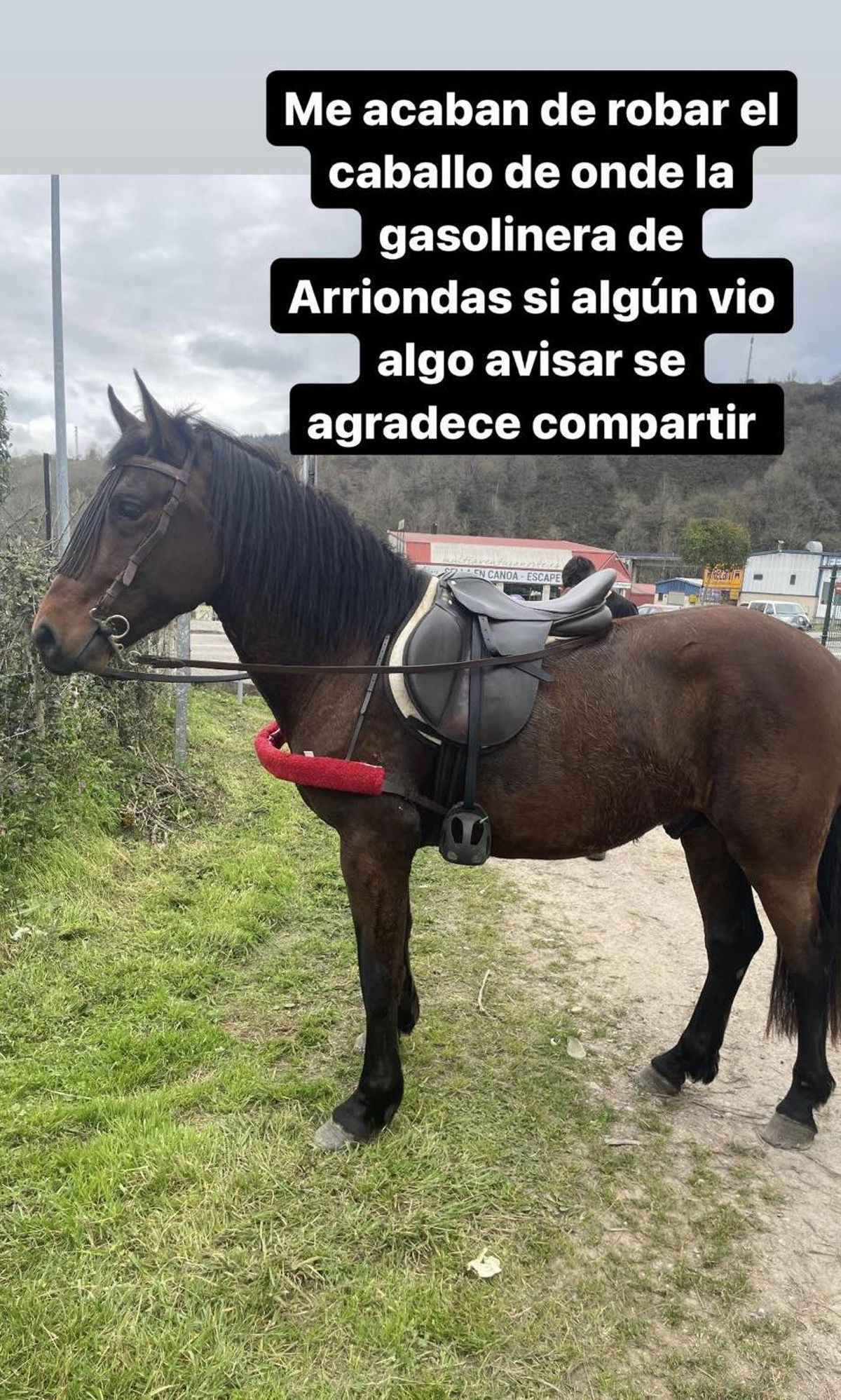 El anuncio del caballo robado.