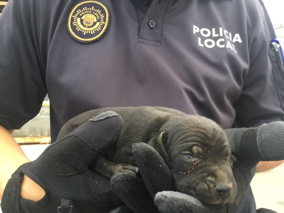 Rescatan a doce perros adultos y cuatro cachorros en el Pla de la Vallonga