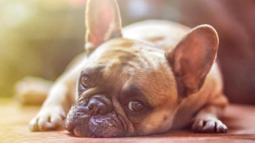 Consells per cuidar la teva mascota durant la revetlla de Sant Joan