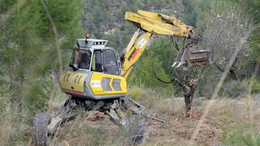 Expertos niegan que el arranque de árboles sea la mejor opción contra la Xylella