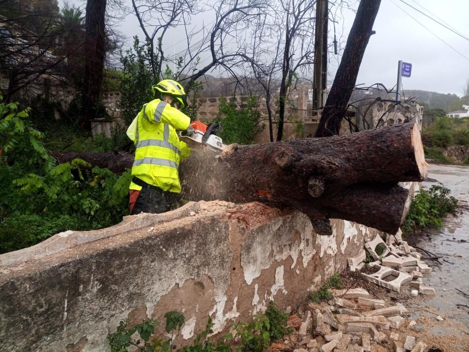 Los bomberos retiran el árbol derribado por el temporal en Gandia.