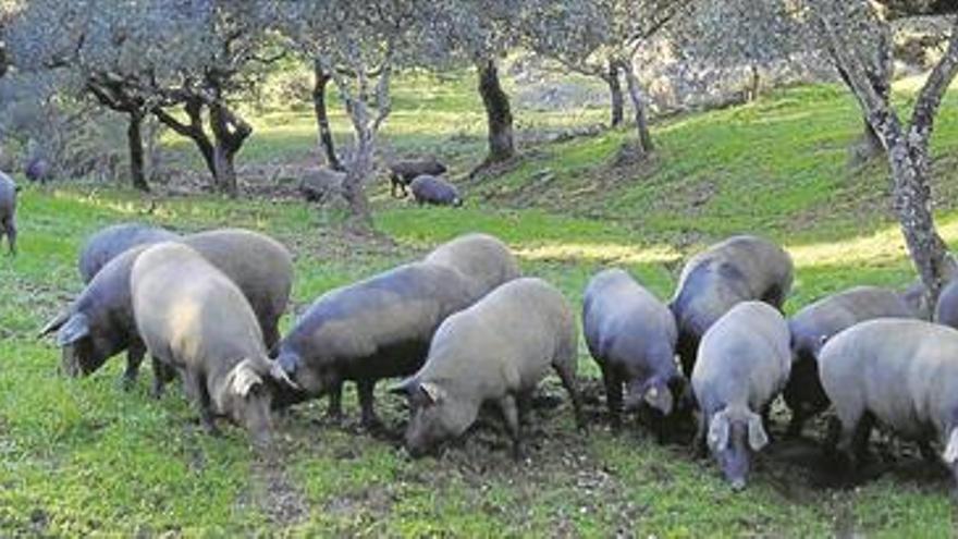 El ibérico resiste en una montanera sin agua y floja en bellota