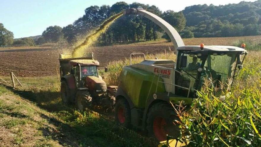 La nueva picadora comenzó a trabajar esta semana en una plantación de maíz en Mouriscade.