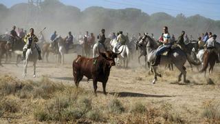 El Gobierno pide a la Fiscalía paralizar el Toro de la Vega