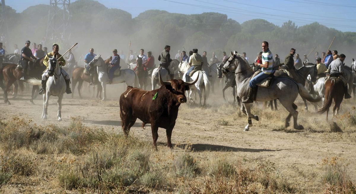 Una imagen de una edición anterior del Toro de la Vega.