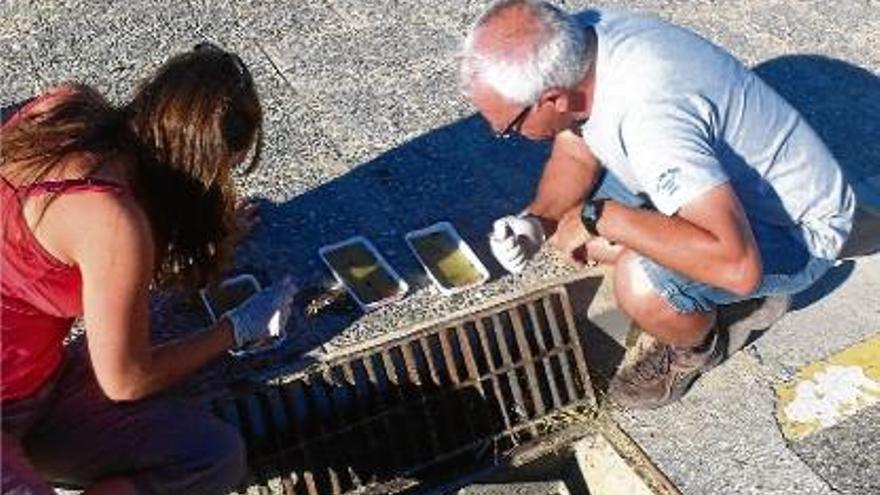 Dos tècnics fan un preparat biològic per controlar les plagues de mosquit tigre.