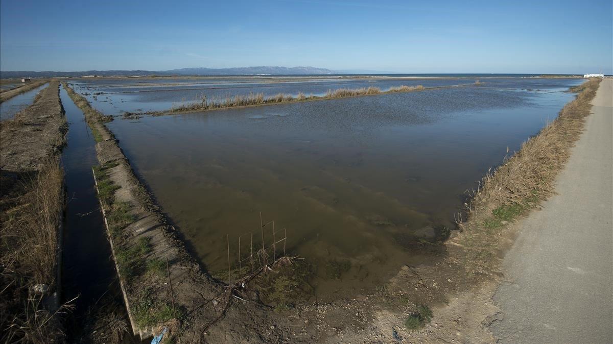 Muchos de los campos de arroz que fueron invadidos por el agua de mar permanecen ahora inundados con agua dulce para así intentar eliminar la sal del terreno