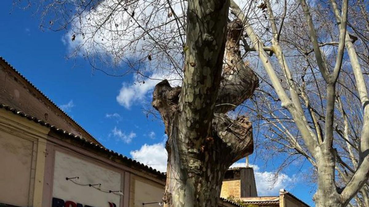 Cort talará cuatro árboles en La Rambla.