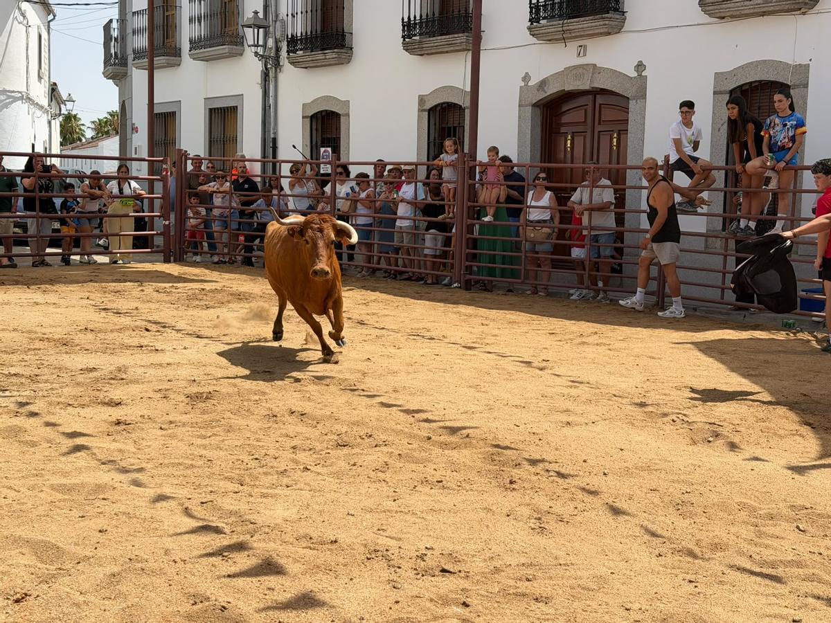 Comienzan los encierros de vacas bravas en la localidad de Alcaracejos: intensidad y emoción en las calles