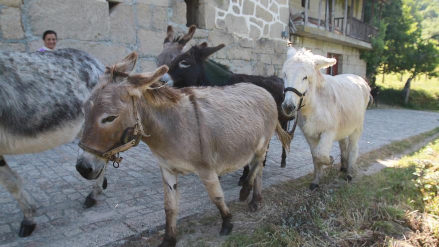 La “brutal” regresión del asno en Galicia: de 26.000 a 4.000 animales en tres décadas