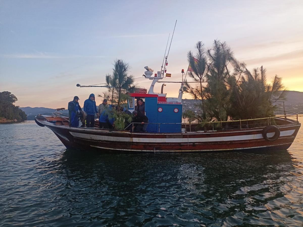 Momento en el que se depositan los pinos en la ría.