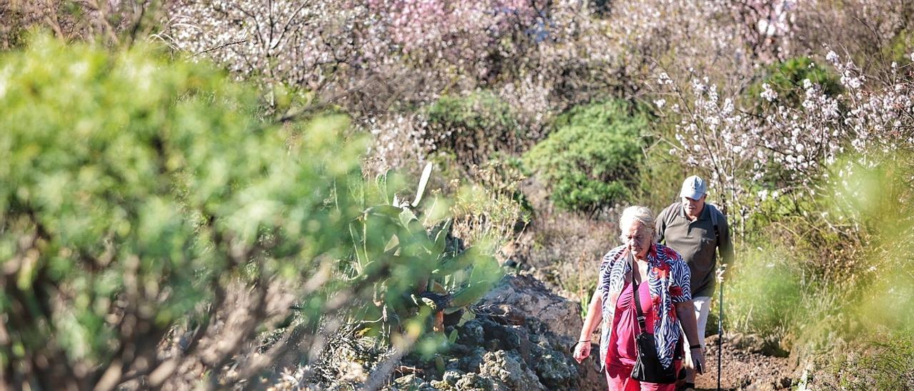 Senderistas en la ruta del almendro en flor de Santiago del Teide