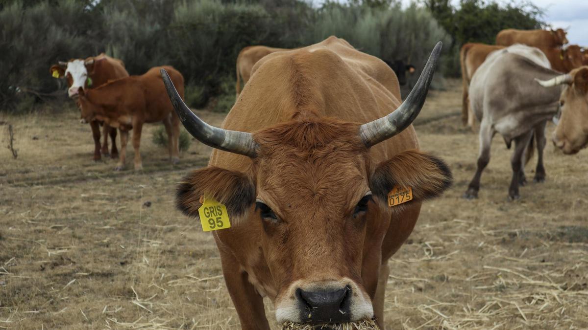 Vacas en una explotación en extensivo