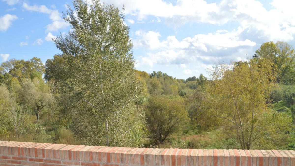 A banda i banda del pont Vell, el bosc de ribera s’ha fet l’amo de la Muga.