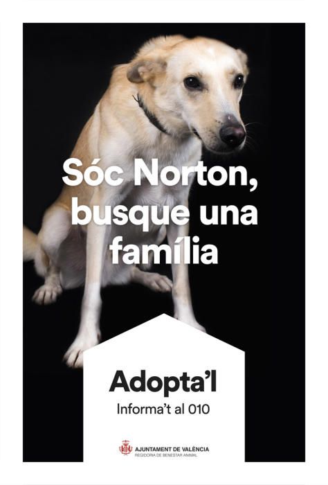 València pone cara y nombre a los perros de Benimàmet que buscan familia de adopción