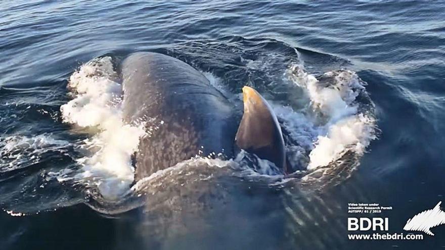 Una de las ballenas estudiadas por el BDRI este verano mientras se alimentaba.