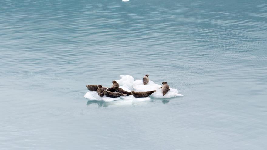 La última zona de hielo ártico puede desaparecer este siglo, alertan los científicos