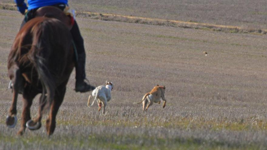 Dos galgos a la caza de una liebre