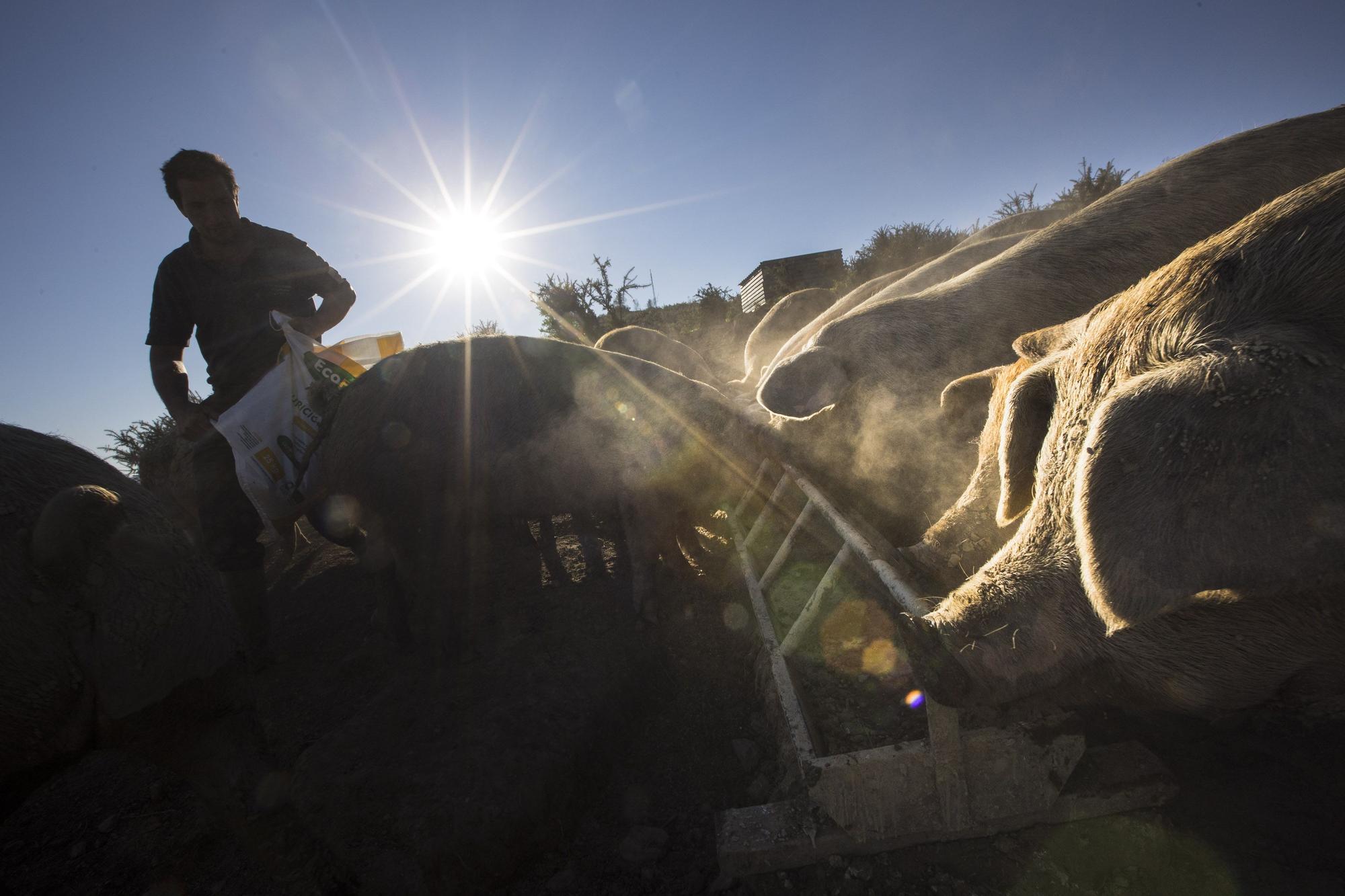 Monte Cabriles, el refugio porcino de Siero que acaba de ser reconocido con un sello de calidad