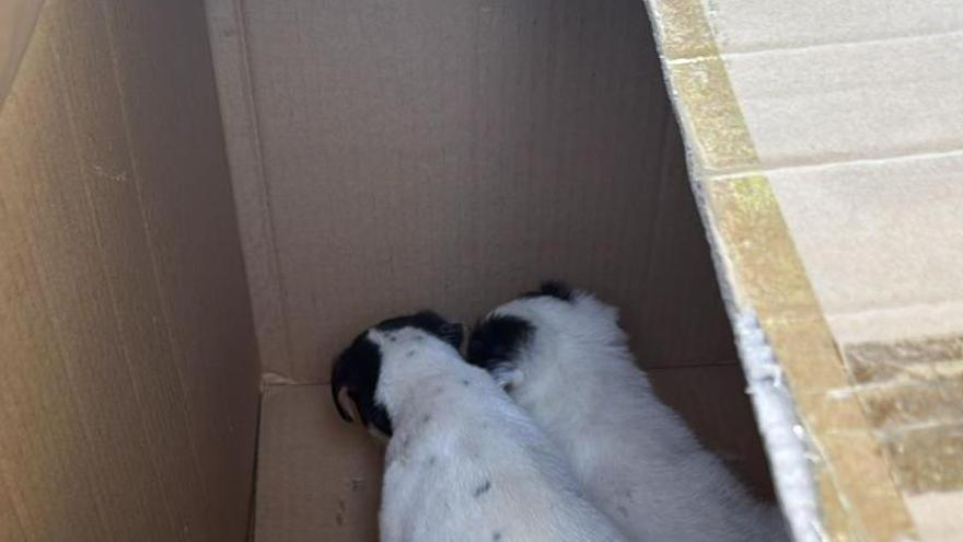Bomberos de Sevilla rescatan a dos cachorros de un contenedor soterrado en el Polígono Sur