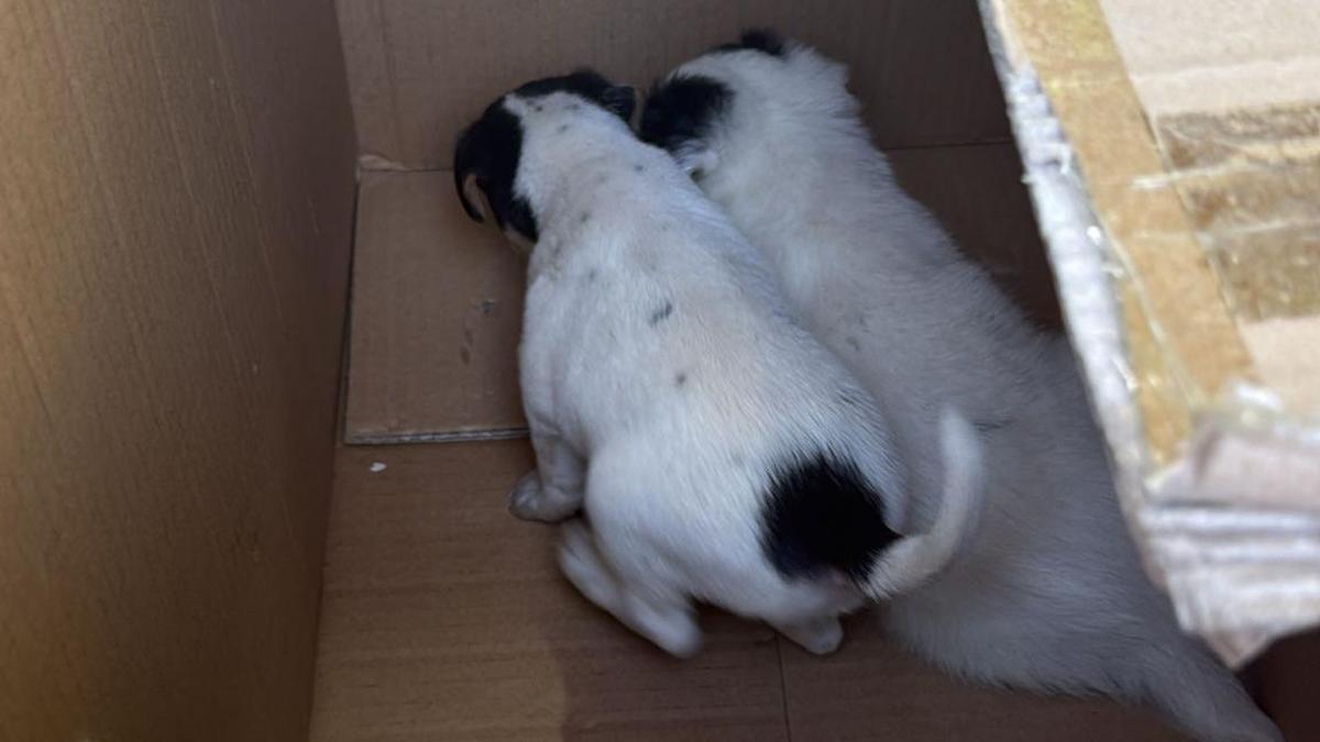 Los dos cachorritos rescatados.
