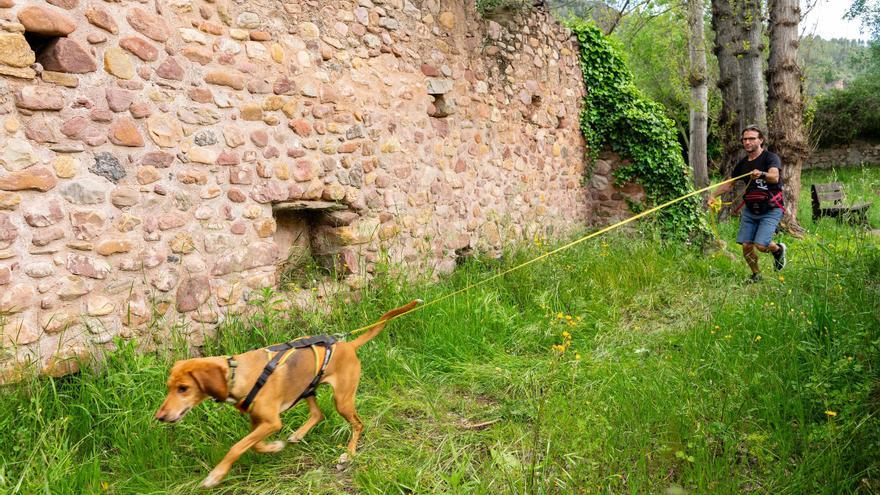 La perra "Wiki" encuentra y salva a la mujer de Patraix desaparecida el lunes