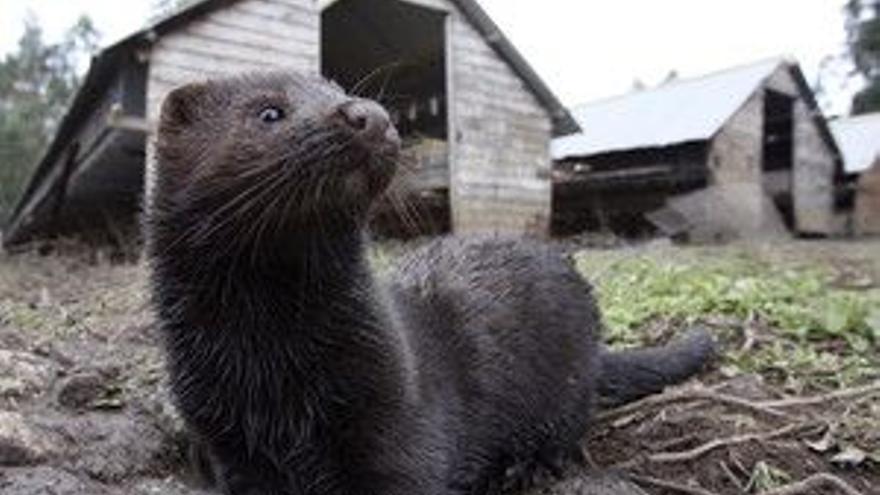 Detenidos once ecologistas relacionados con la suelta de animales en granjas