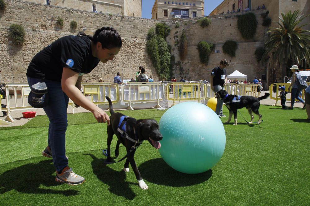 Último día Festival Animal Party Sport