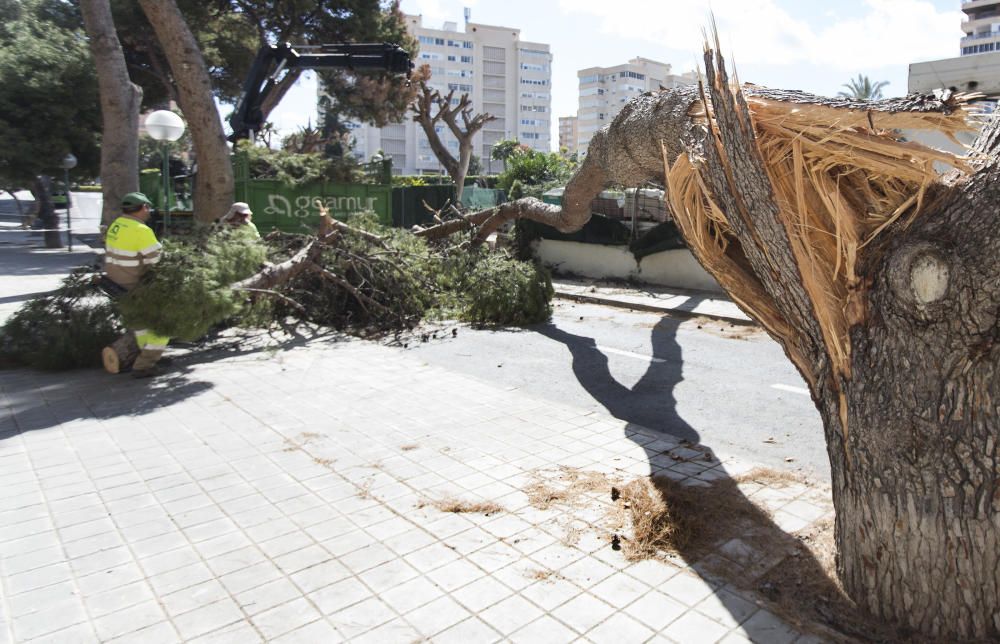 Fuertes rachas de viento en la ciudad de Alicante