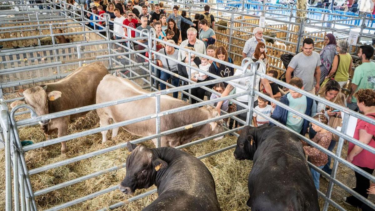 Els expositors de bestiar, amb vaques, vedells, porcs, xais, ovelles, cabres i pollastres, van ser un bon reclam  per als visitants de la fira  | OSCAR BAYONA