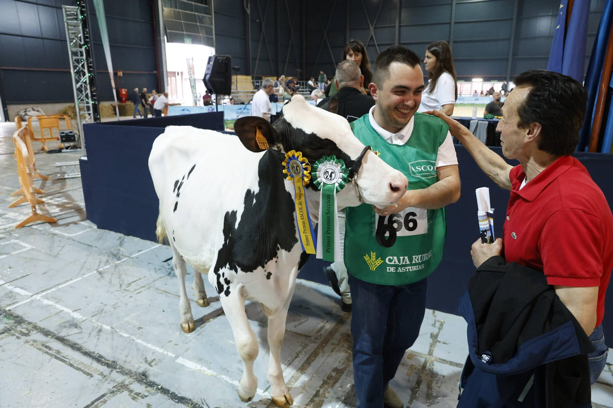 El concurso en Gijón de la mejor vaca de Asturias, en imágenes