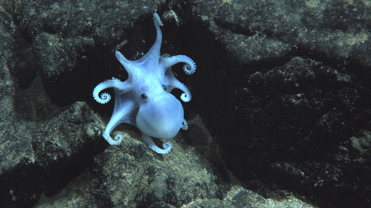 Así es el misterioso pulpo fantasma Casper, que vive a 4.000 metros de profundidad