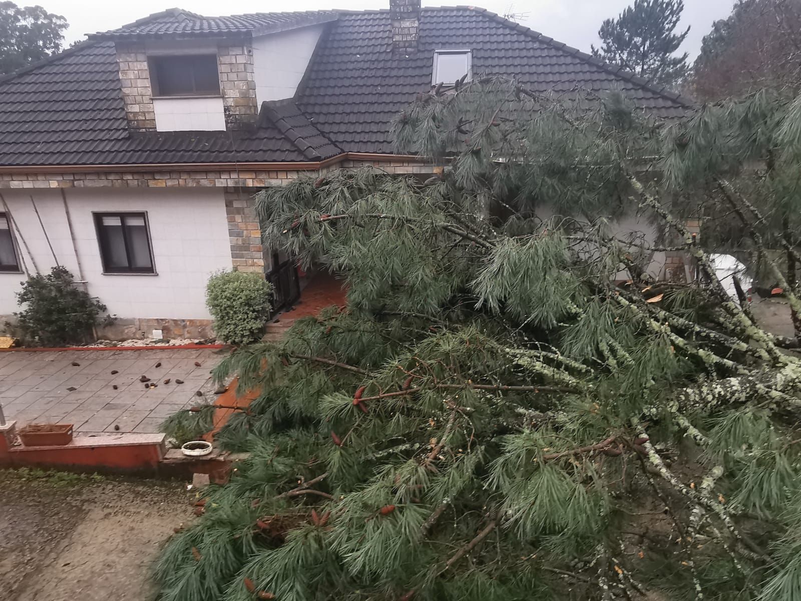 La borrasca Hortense tira un enorme pino sobre una vivienda en Redondela