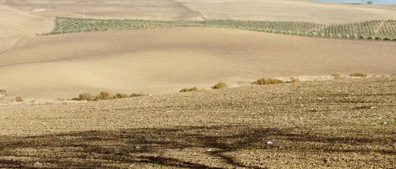 La campiña cerealista va siendo ocupada poco a poco por cultivos leñosos restando hábitats a las aves esteparias.