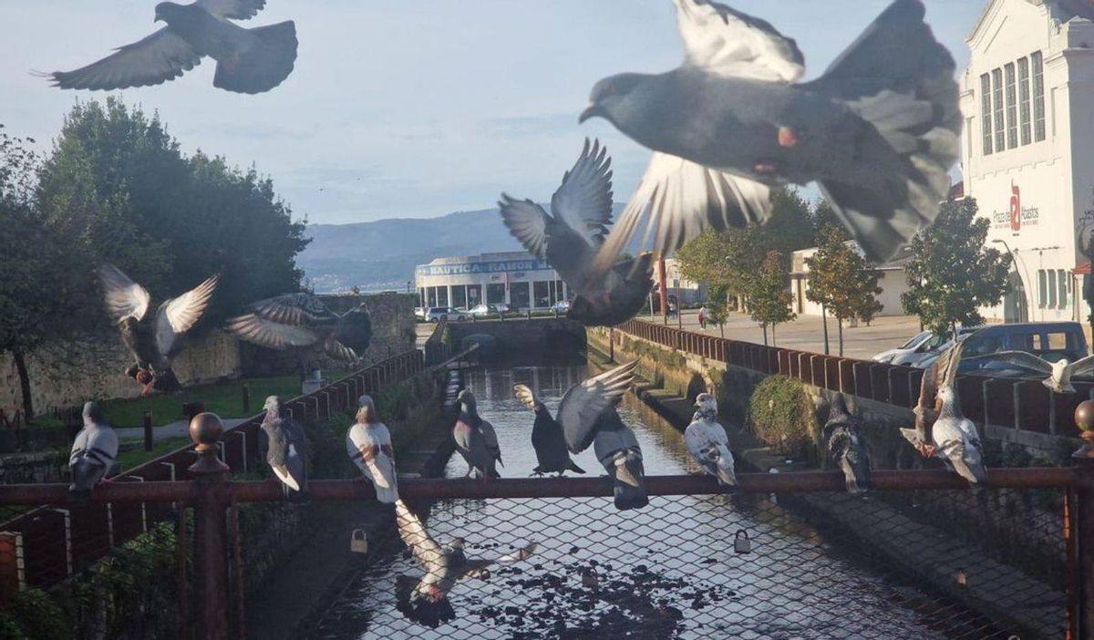 Palomas, gaviotas, patos y cormoranes en el río Con, en Vilagarcía. | FOTOS: M.M.