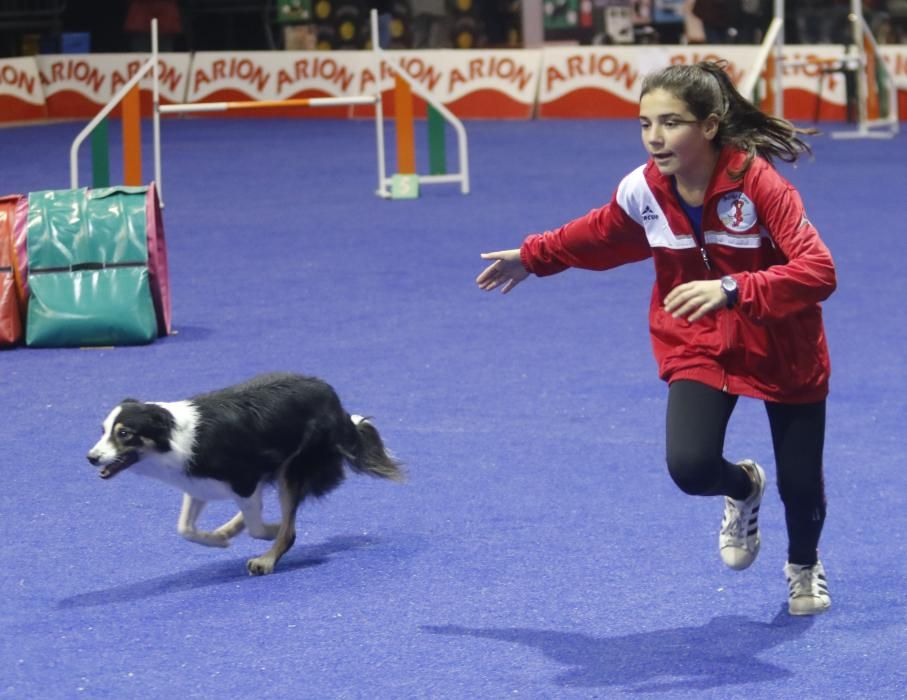 La Exposición Canina de Vigo cierra una nueva edición con grandes resultados.