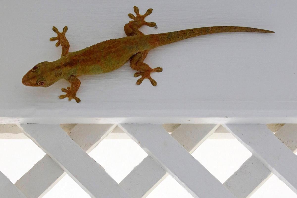 Ejemplar de gecko endémico de Seychelles.